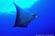 Mobula tarapacana diable de mer-Acores St Maria Ambrosio-10m-20170820-Denis-ADER-DSC_9559_tn_tn